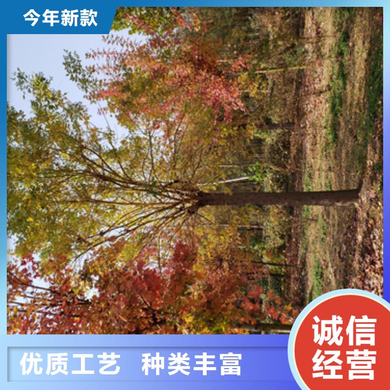 优选：法桐小苗公司