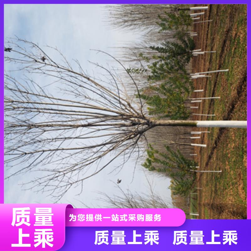 法桐小苗价格优惠苗木基地