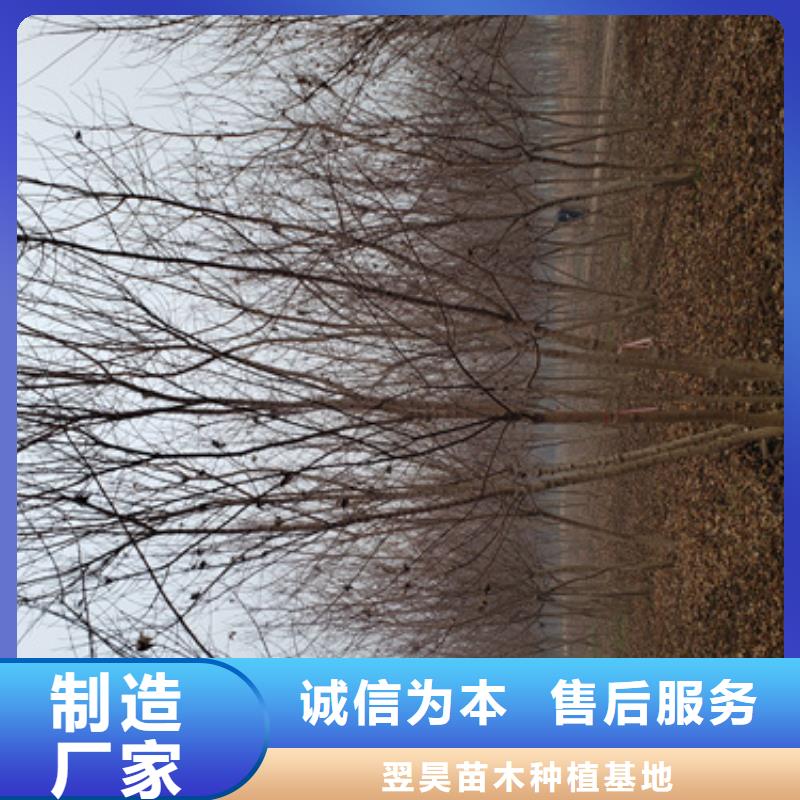 法桐小苗种植基地苗木基地