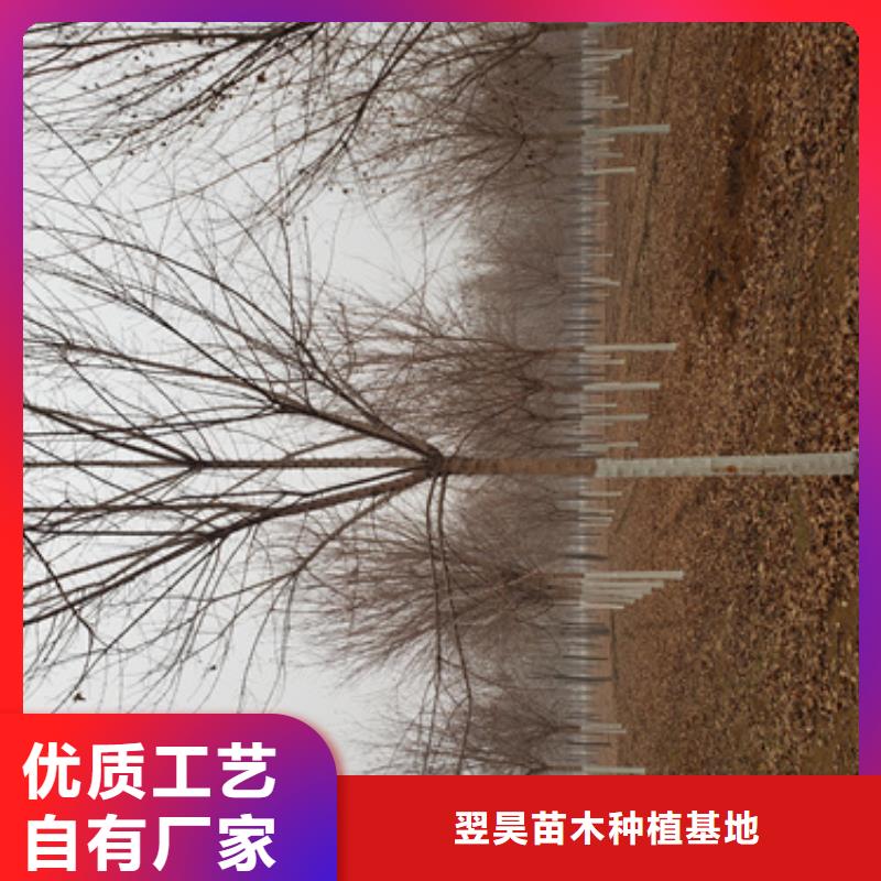 优选：法桐小苗公司