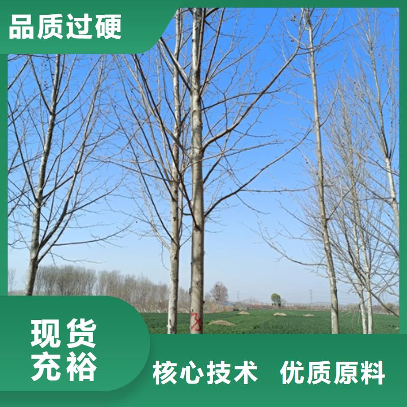 法桐价格放心选择苗木基地