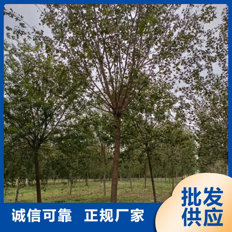 法桐小苗批发_翌昊苗木种植基地