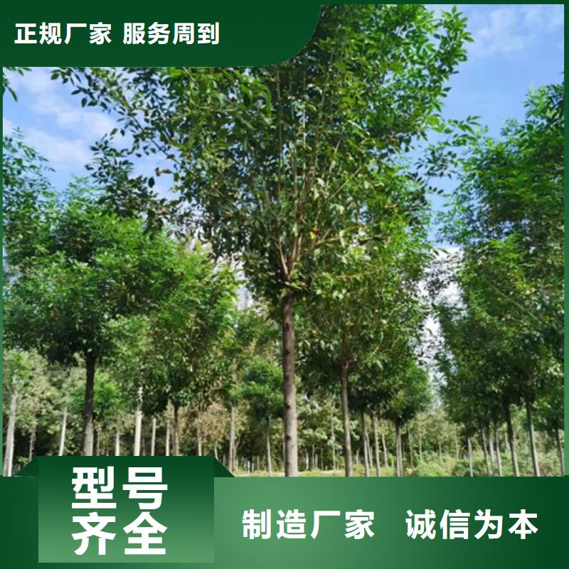 法桐小苗质量放心苗木基地