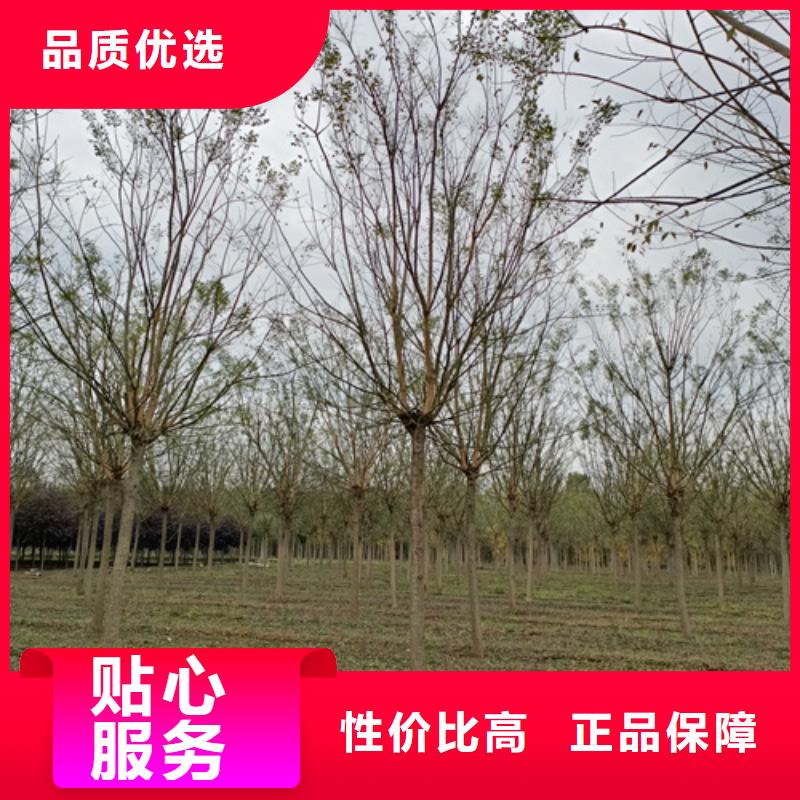 法桐价格质量放心苗木基地