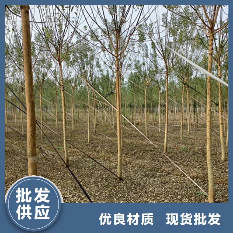 法桐价格种植基地绿化苗木