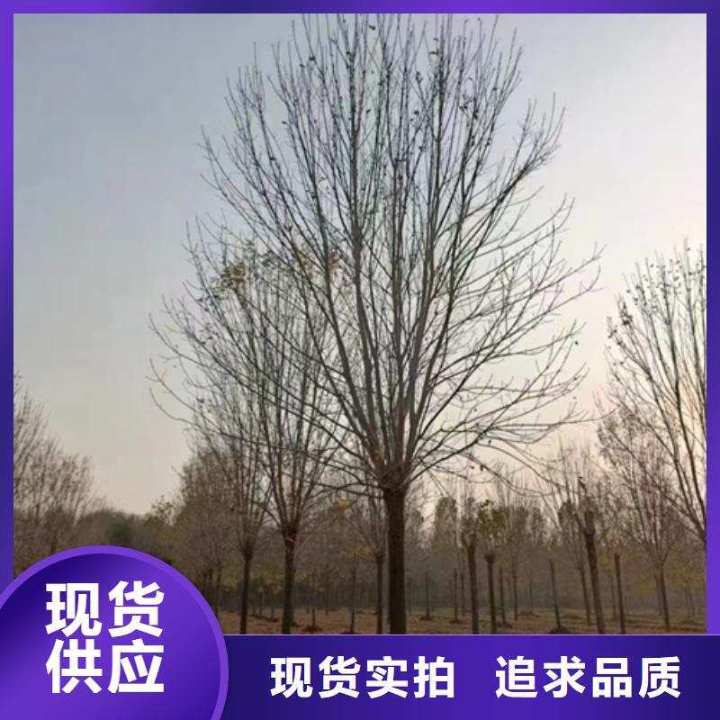 现货供应造型法桐_精选厂家