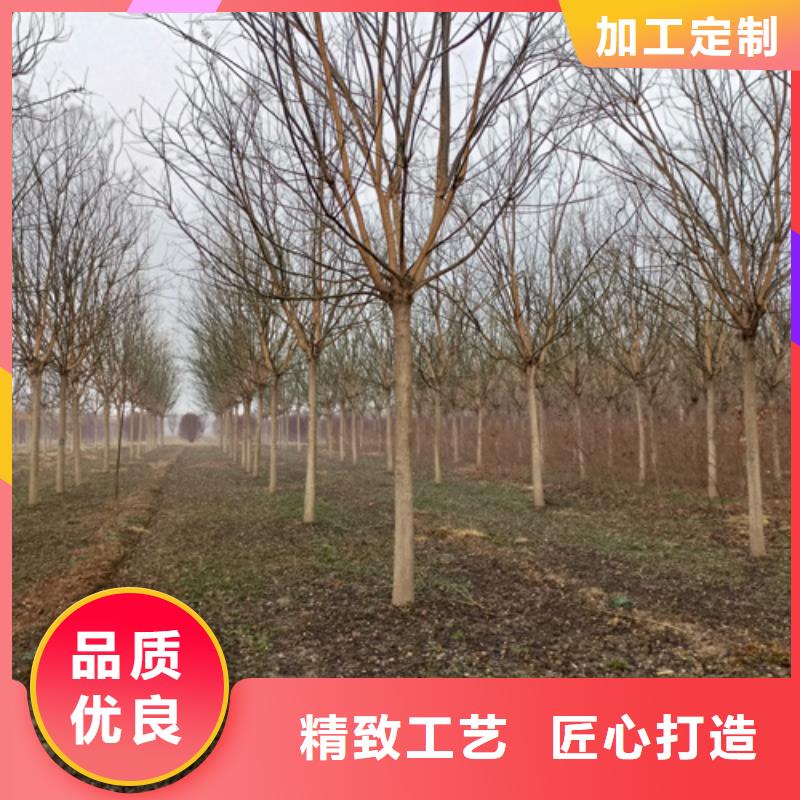 速生法桐种植基地绿化乔木