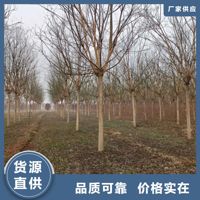 法桐价格种植基地绿化苗木