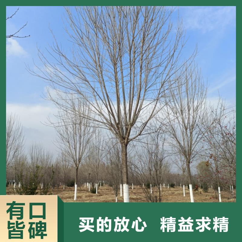 法桐价格种植基地苗木基地