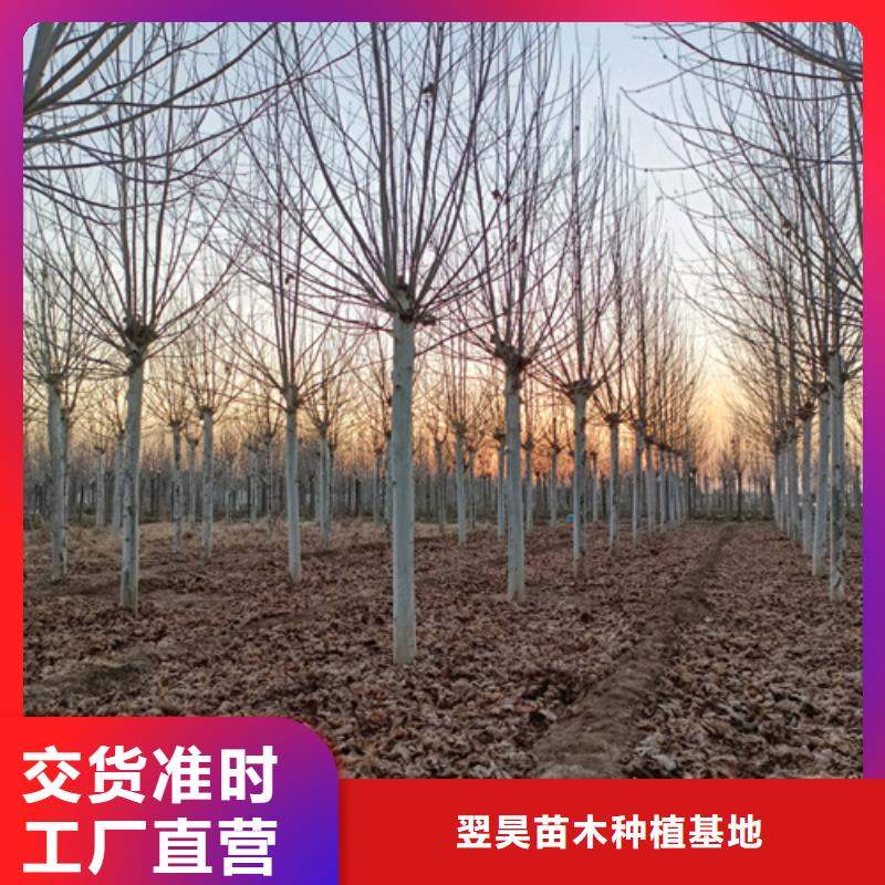 法桐认准翌昊苗木种植基地