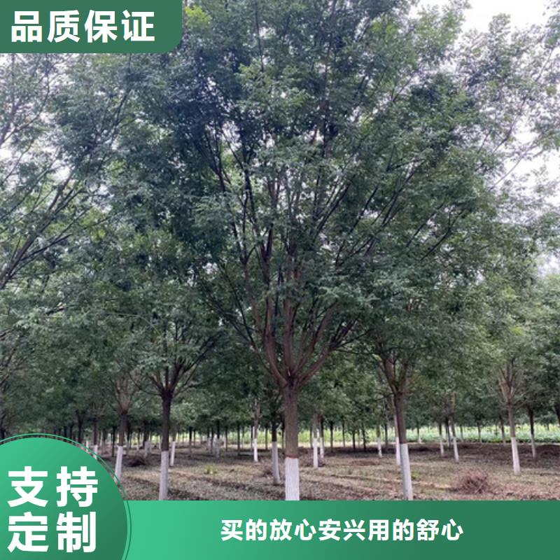 法桐小苗质量放心苗木基地