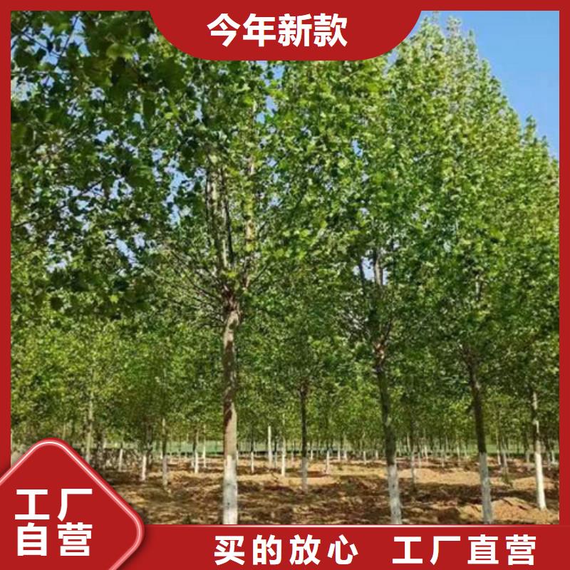 法桐价格现货直供苗木基地