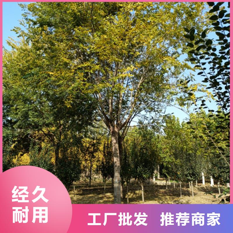 造型法桐种植基地绿化苗木