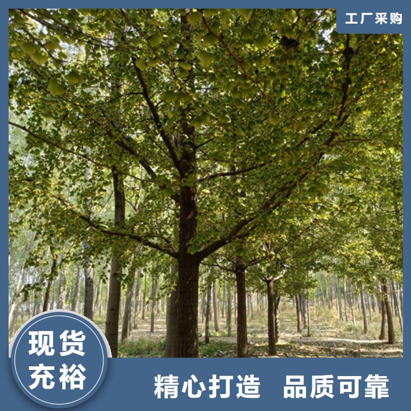 法桐小苗厂家直销-找翌昊苗木种植基地