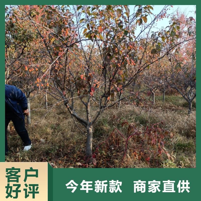 法桐价格种植基地绿化乔木