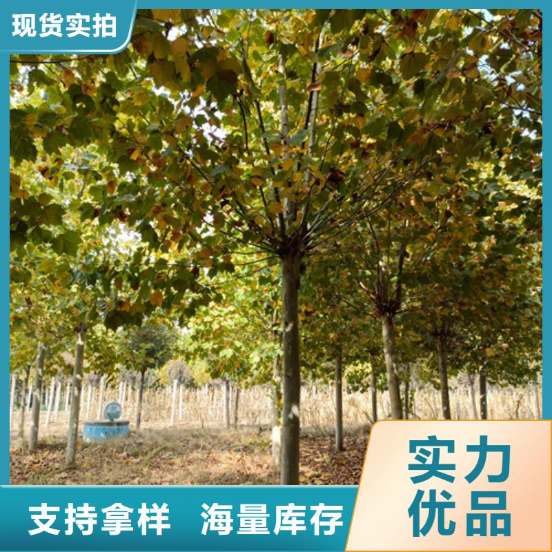 造型法桐价格合理苗木基地