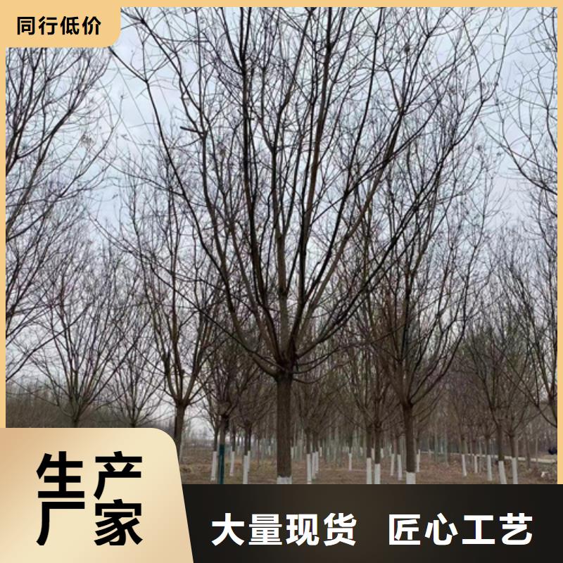 速生法桐买的放心找翌昊苗木种植基地