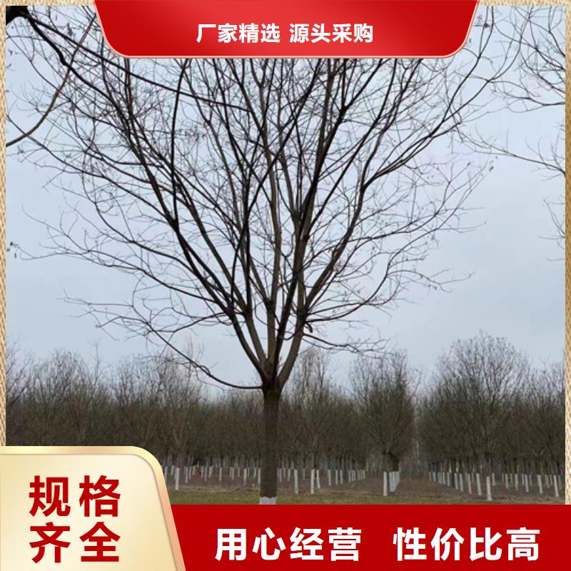 速生法桐品牌:翌昊苗木种植基地