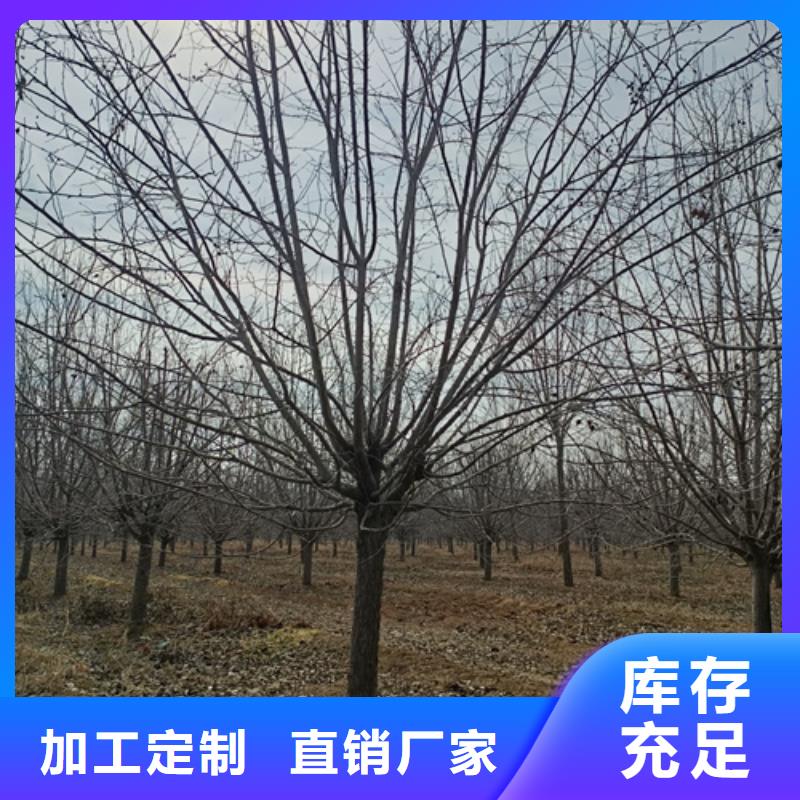 法桐认准翌昊苗木种植基地