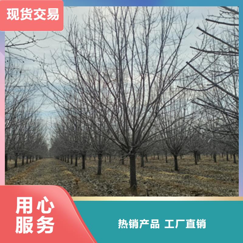 法桐行情种植基地绿化乔木