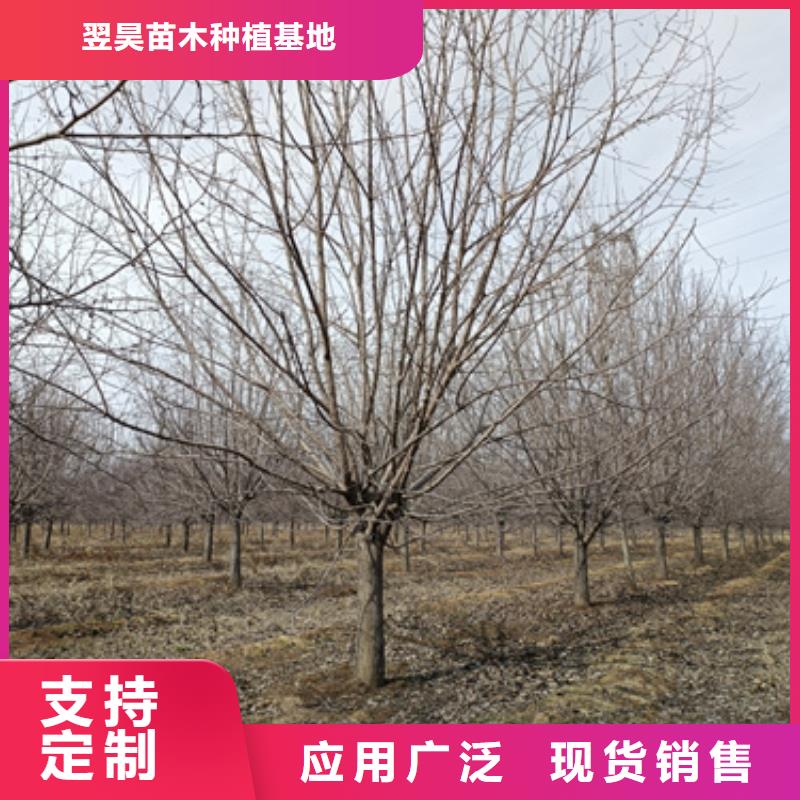 速生法桐品牌:翌昊苗木种植基地