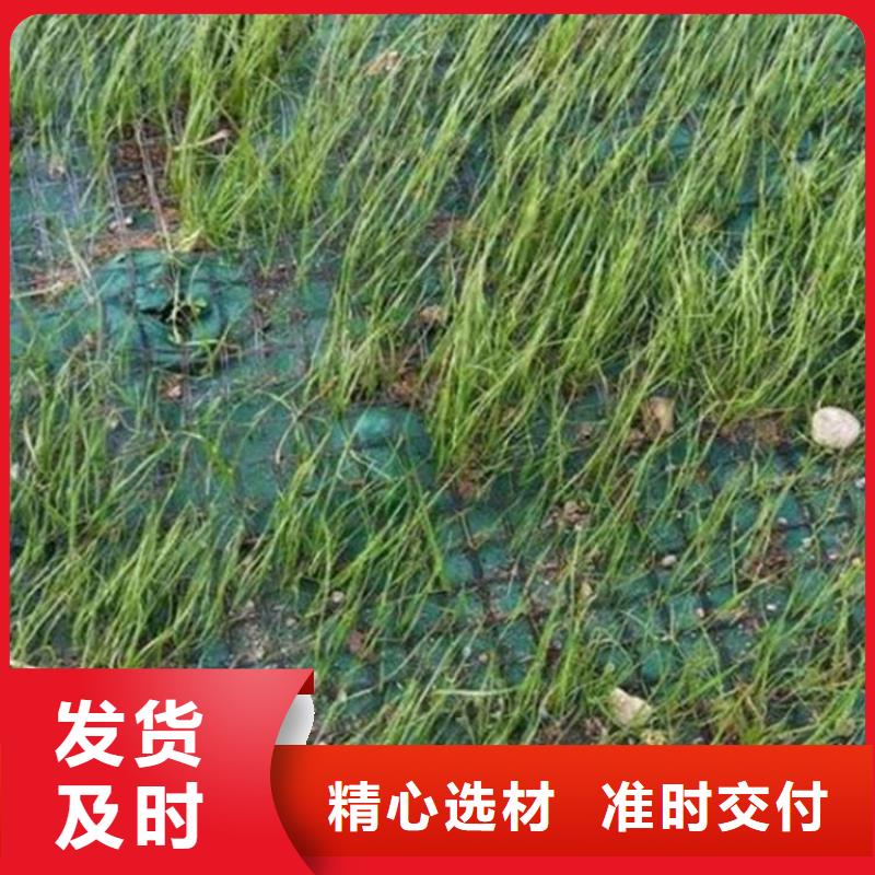 椰纤植生毯