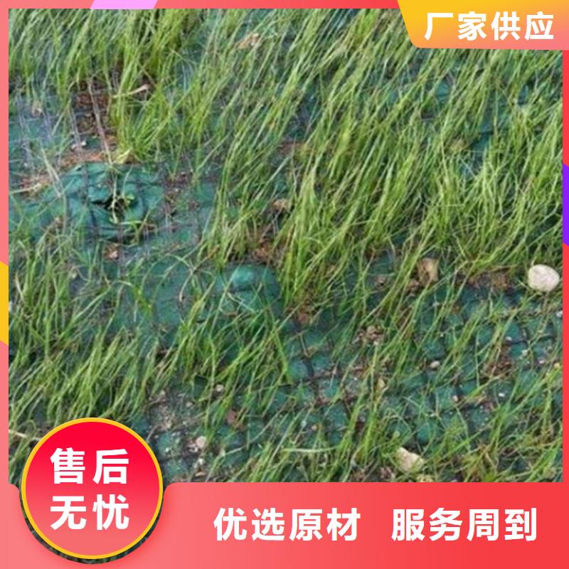 加筋抗冲生物毯植草绿化毯