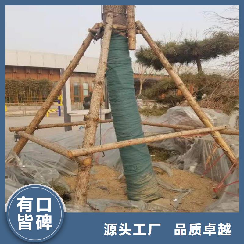 中齐裹树布土工膜符合行业标准-快捷的物流配送-中齐建材