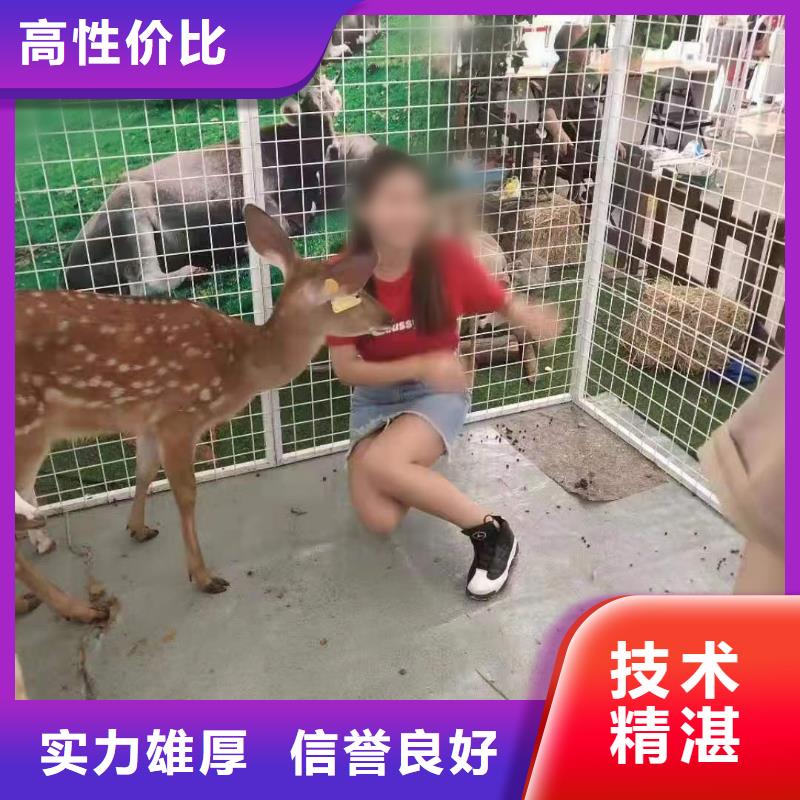 哪有出租马戏团表演的周边