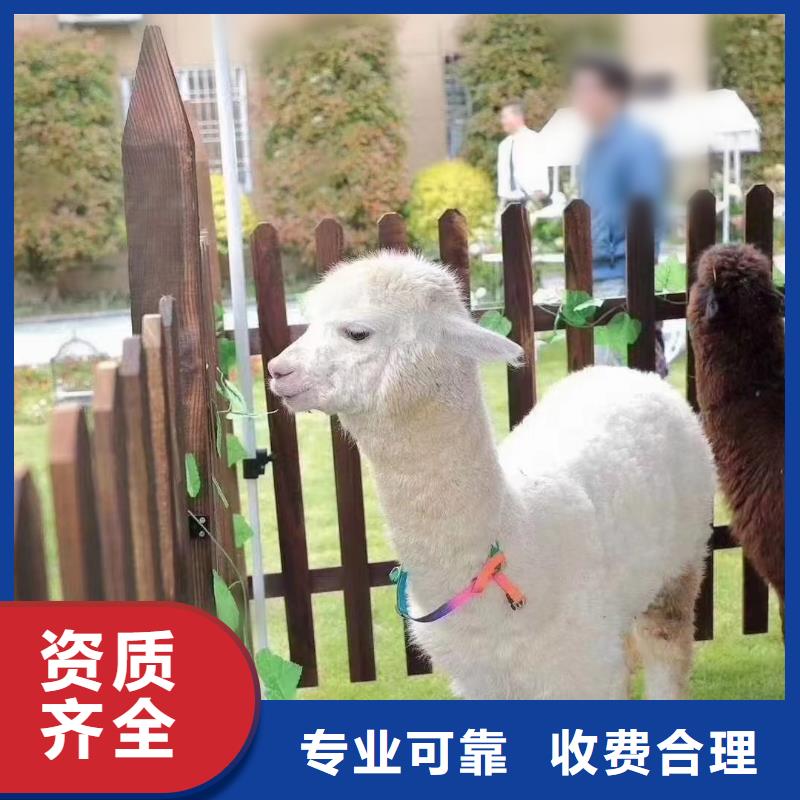 马戏团/羊驼_企鹅出租表演多年经验