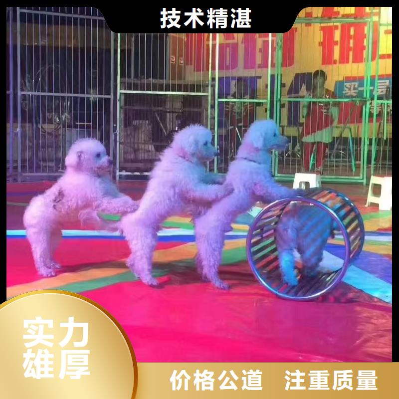 马戏团/羊驼-企鹅租赁口碑公司
