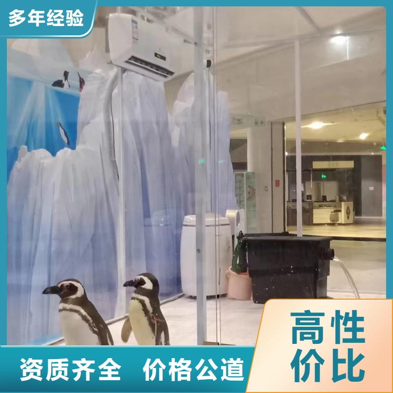 海洋主题动物表演,【海狮租赁表演】高效快捷