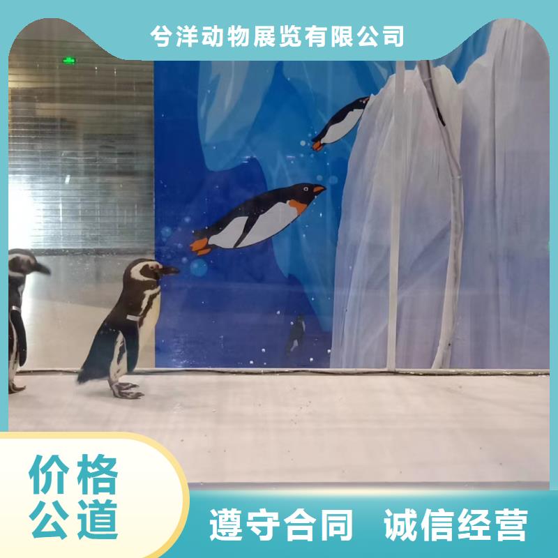 海洋主题动物表演,小香猪宠物出租注重质量