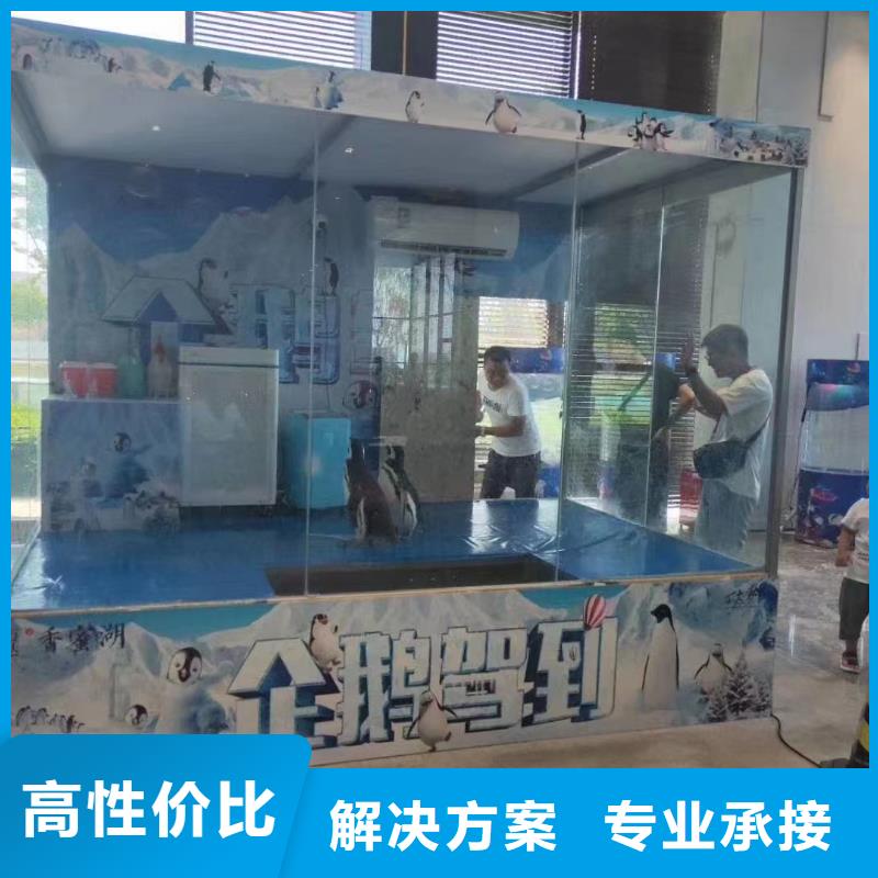 海狮表演租赁图片