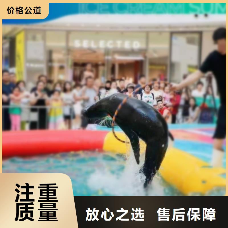 海洋主题动物表演-海狮表演出租高效快捷