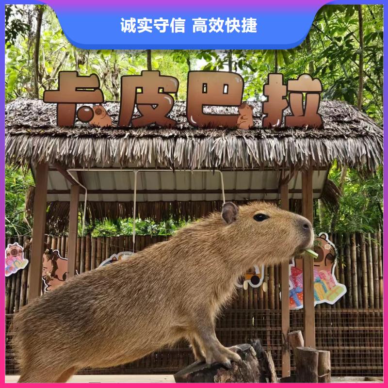 策划活动-超低价格