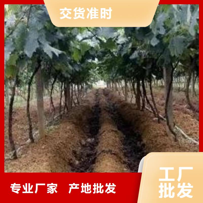 【莆田】直销市发酵鸡粪苹果专用施肥