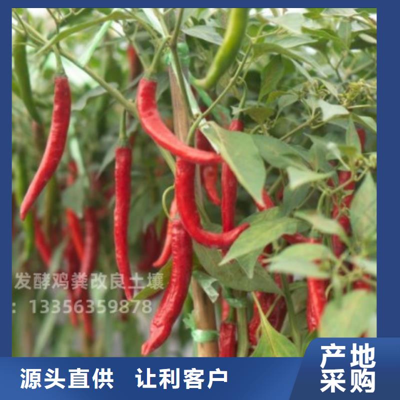 汕头市广澳街道稻壳鸡粪风吹干的