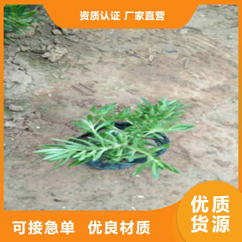 肇庆绿化苗木种植基地在哪