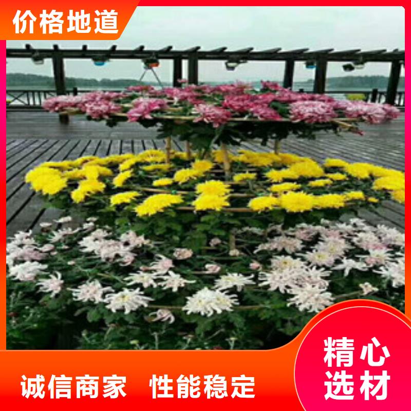 时令草花花海景观工程质量不佳尽管来找我
