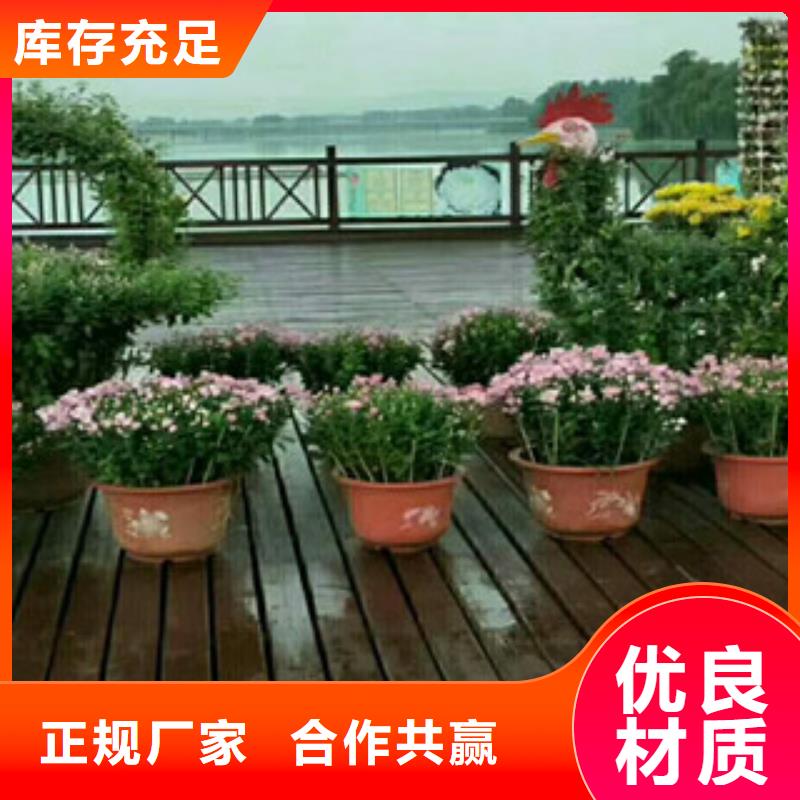 时令草花【水生植物/荷花睡莲】质量层层把关