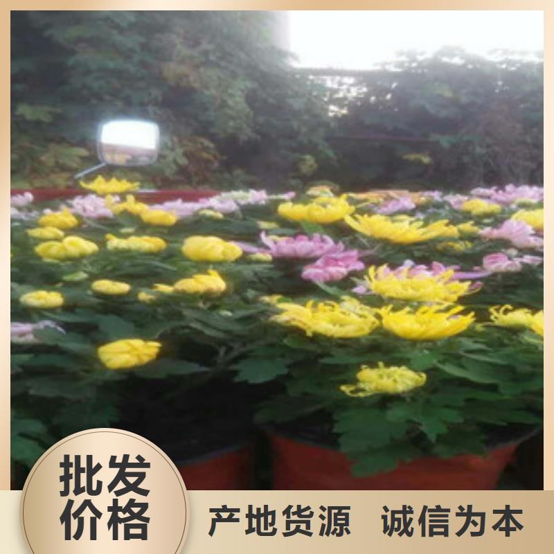 时令草花花海景观工程出货及时