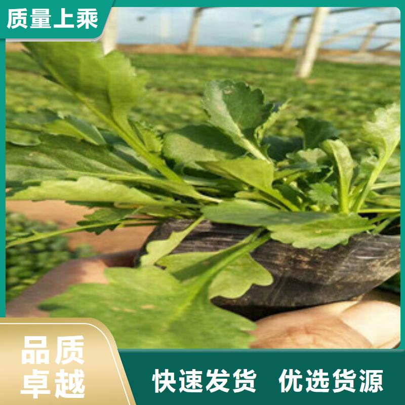 时令草花【水生植物/荷花睡莲】质量层层把关