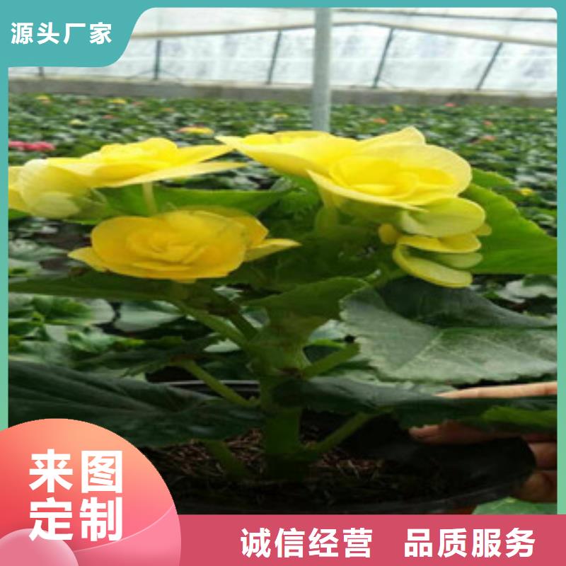 时令草花【水生植物/荷花睡莲】质量层层把关