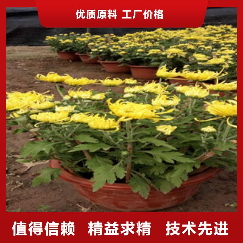 时令草花时令花卉/绿化草花价格真正的源头厂家