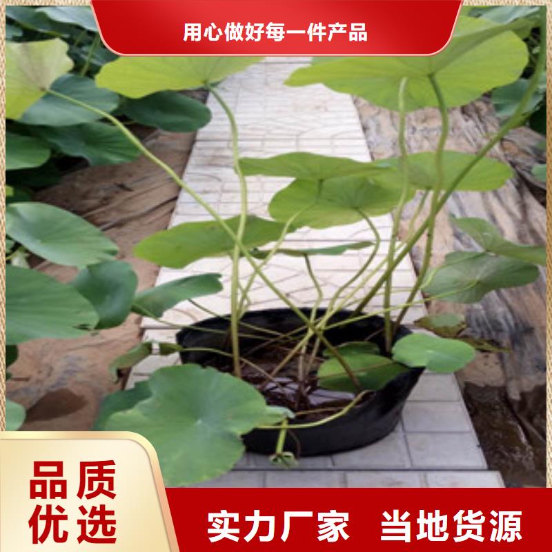 时令草花水生植物/荷花睡莲实力商家推荐