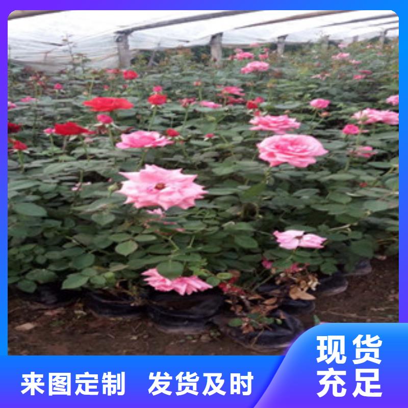 时令草花【水生植物/荷花睡莲】质量层层把关