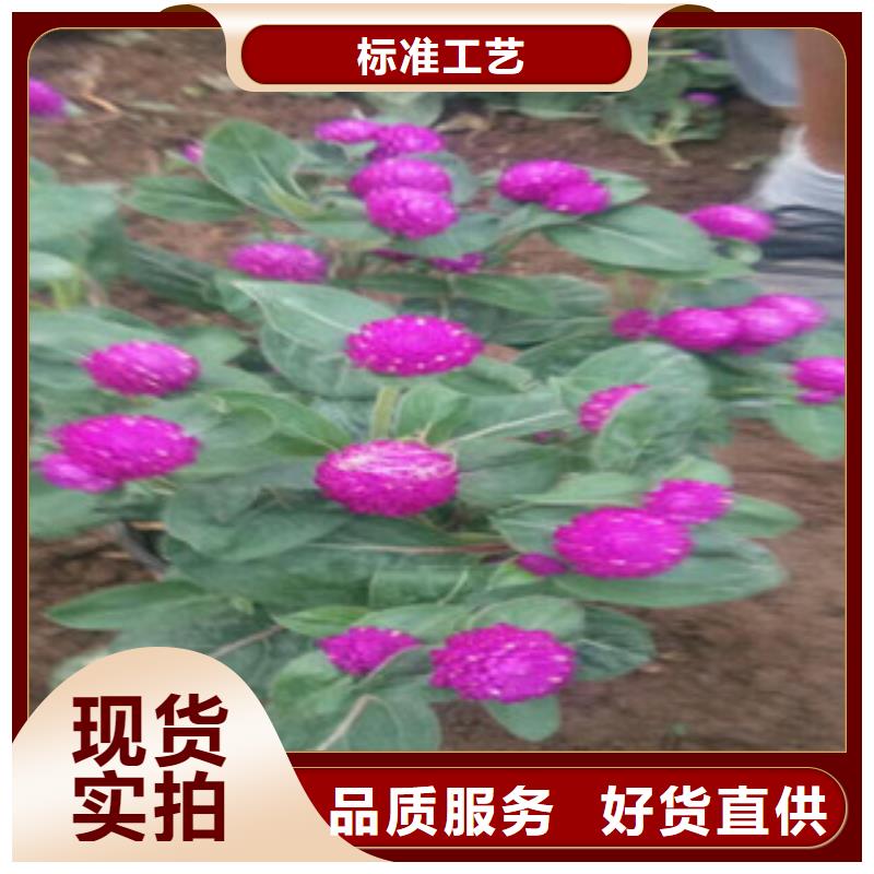 时令草花_宿根花卉基地支持大小批量采购