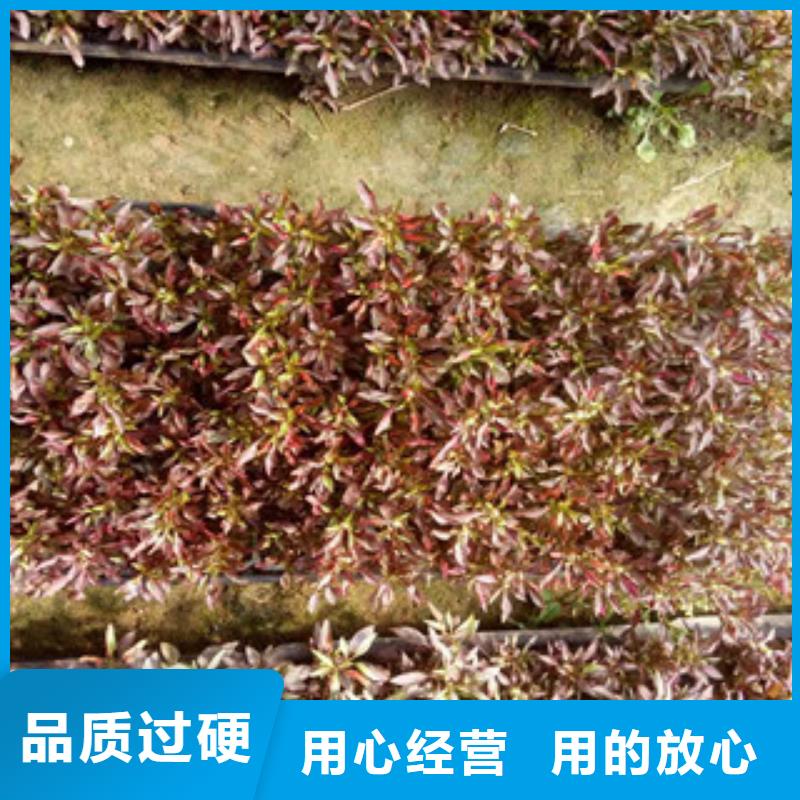 加工定制(绿九州)时令草花 宿根花卉基地 安装简单