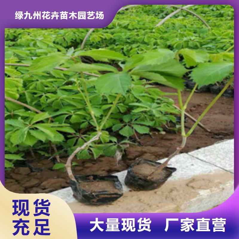 宿根花卉宿根花卉基地畅销本地